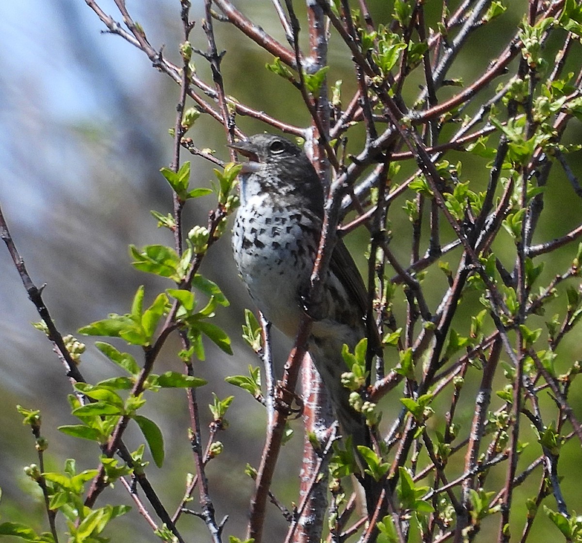 Fox Sparrow (Thick-billed) - ML635956573
