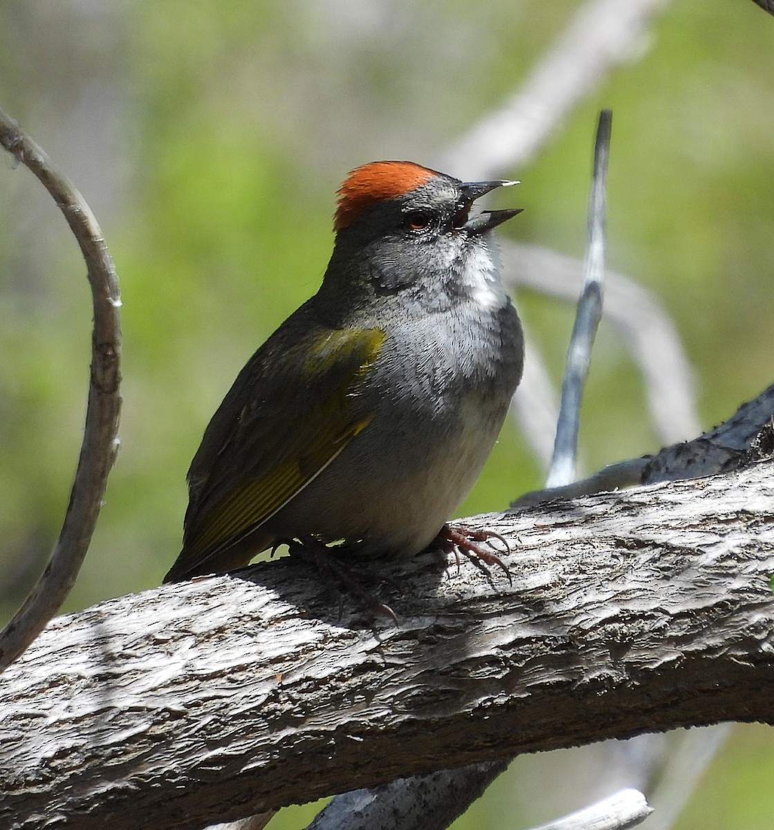 Green-tailed Towhee - ML635956586