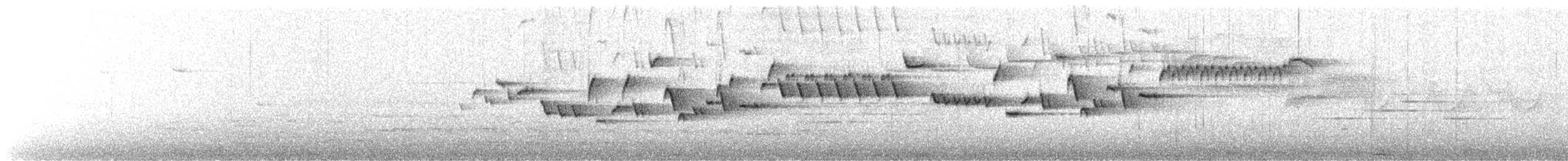 フユミソサザイ - ML635956667