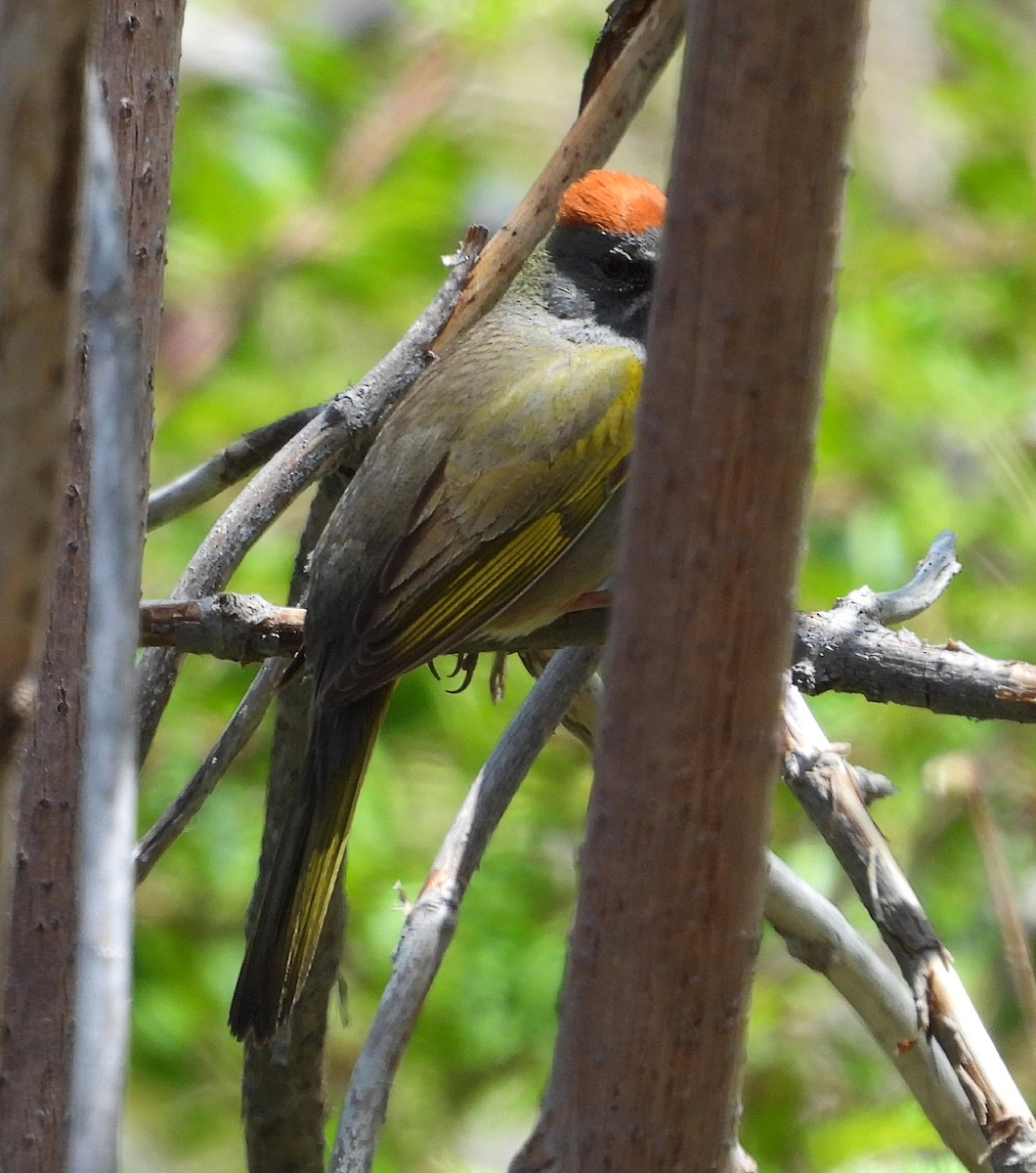Green-tailed Towhee - ML635956694