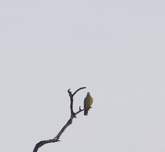 Orange-breasted Green-Pigeon - ML635956831