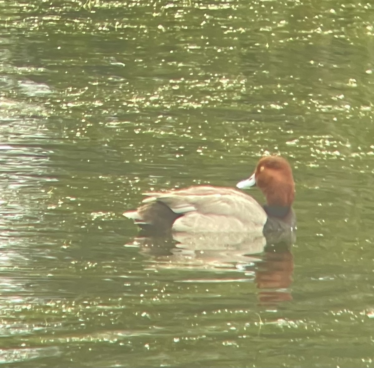 Redhead - ML635956899