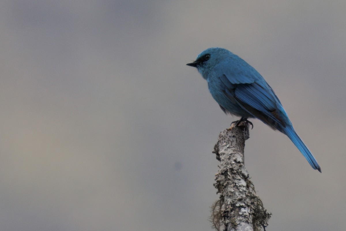 Verditer Flycatcher - ML635956900