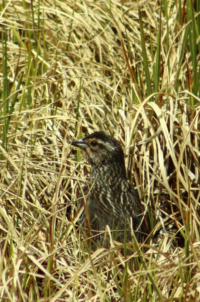 Red-winged Blackbird - ML635956926