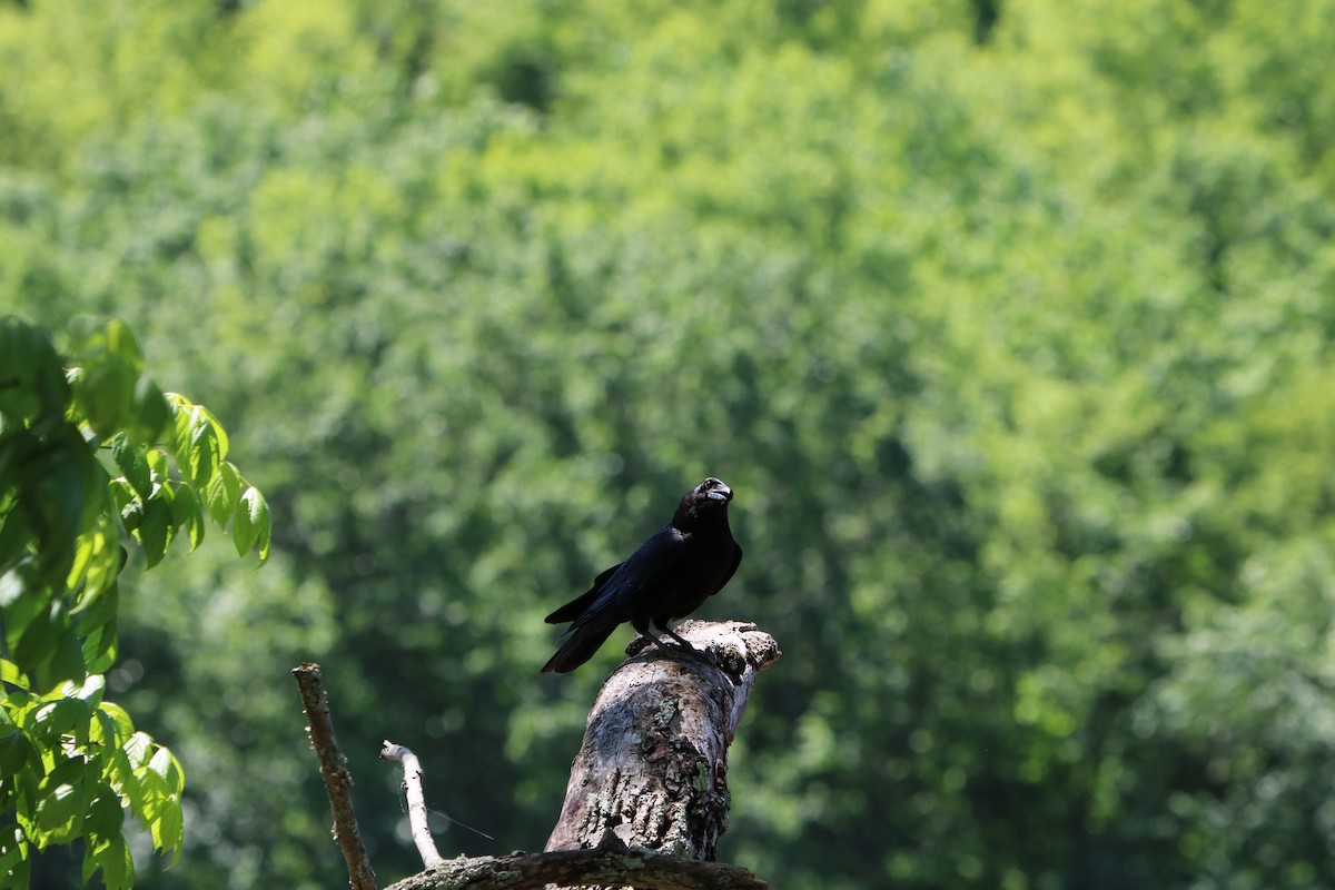 American Crow - ML635957033