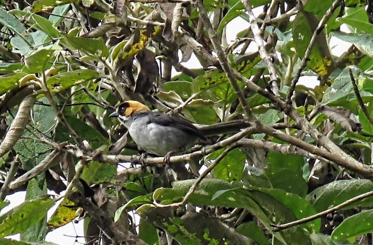 Black-spectacled Brushfinch - ML635957039