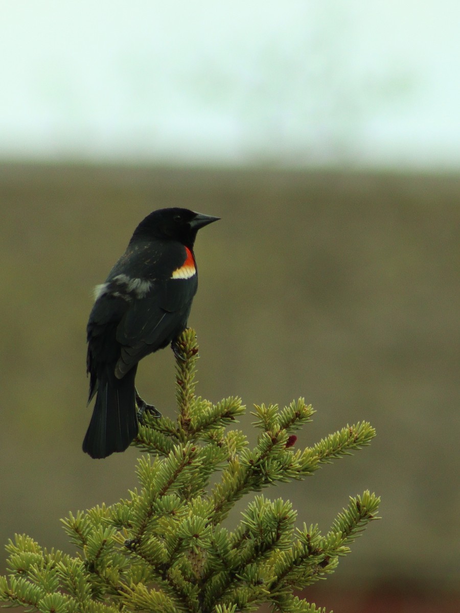 Red-winged Blackbird - ML635957042
