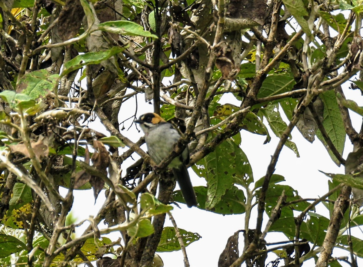 Black-spectacled Brushfinch - ML635957140