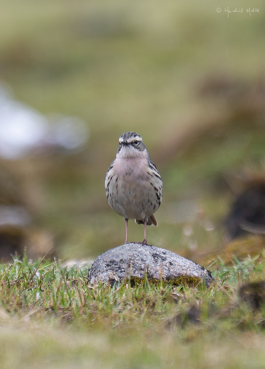 Rosy Pipit - ML635957146