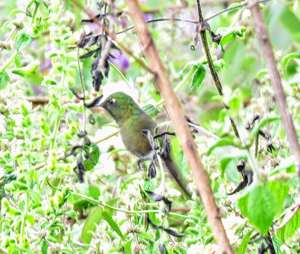 Tyrian Metaltail - ML635957173