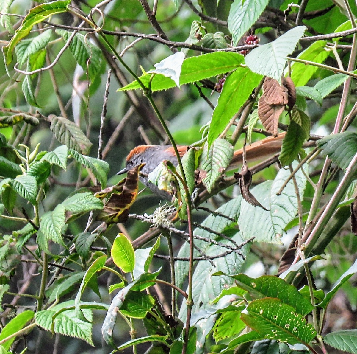 Azara's Spinetail - ML635957217