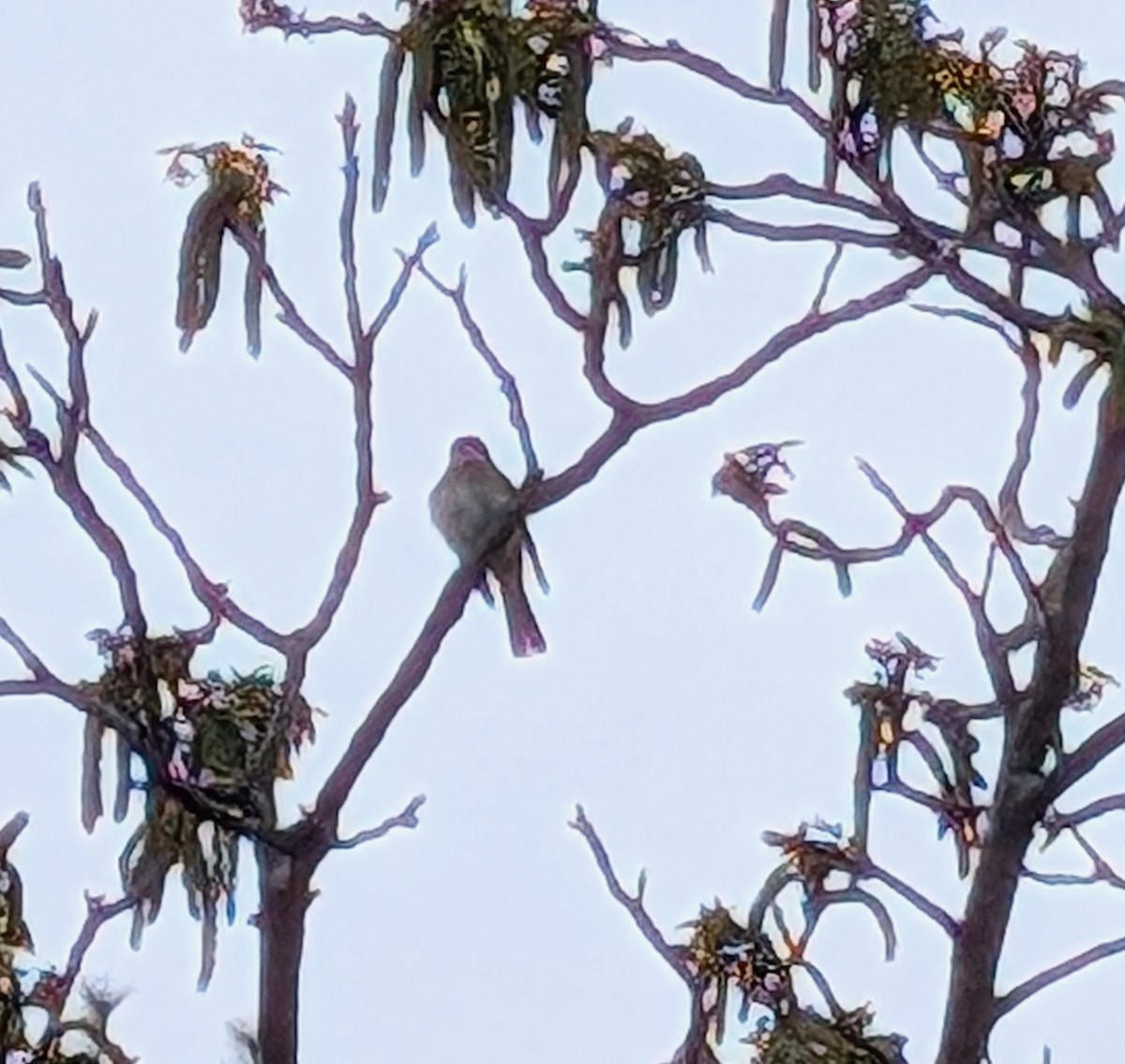 חטפית ירקרקה - ML635957241