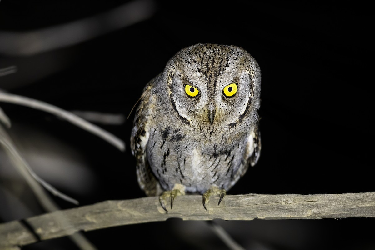Arabian Scops-Owl - ML635957260