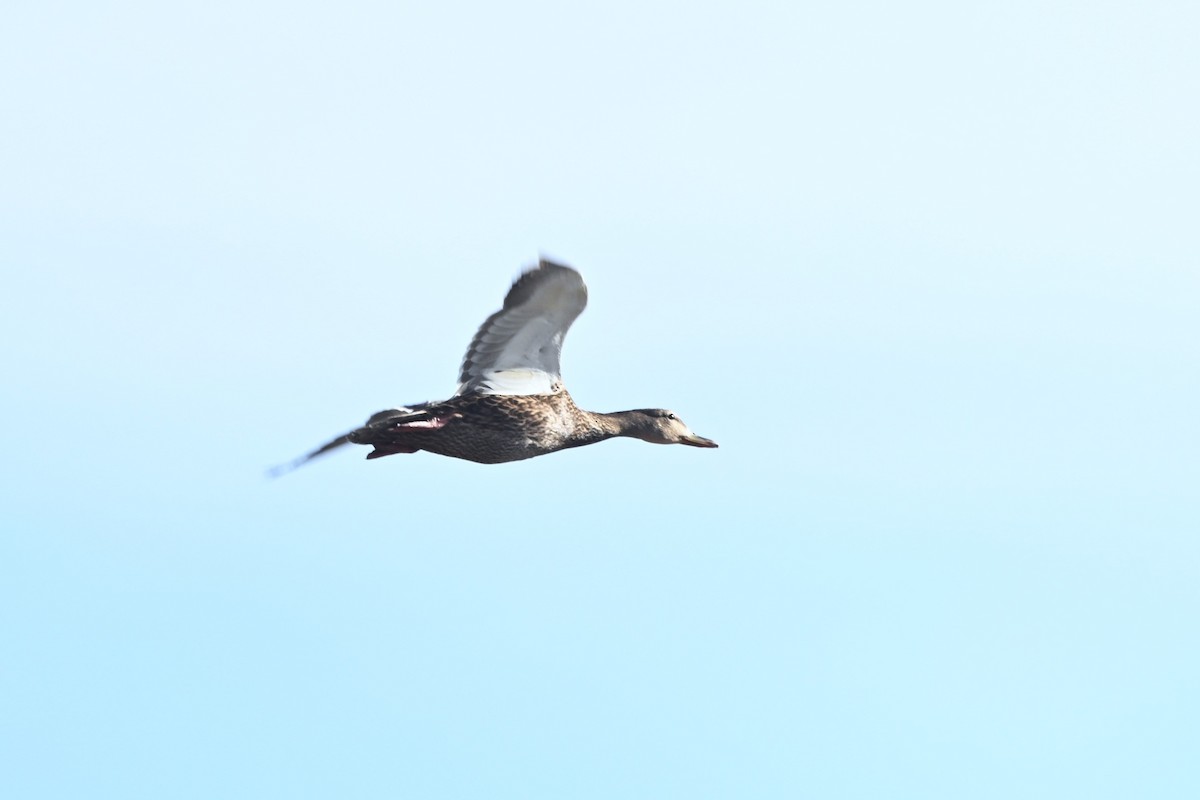 Mexican Duck - ML635957271