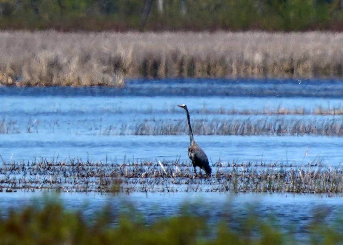 Great Blue Heron - ML635957275