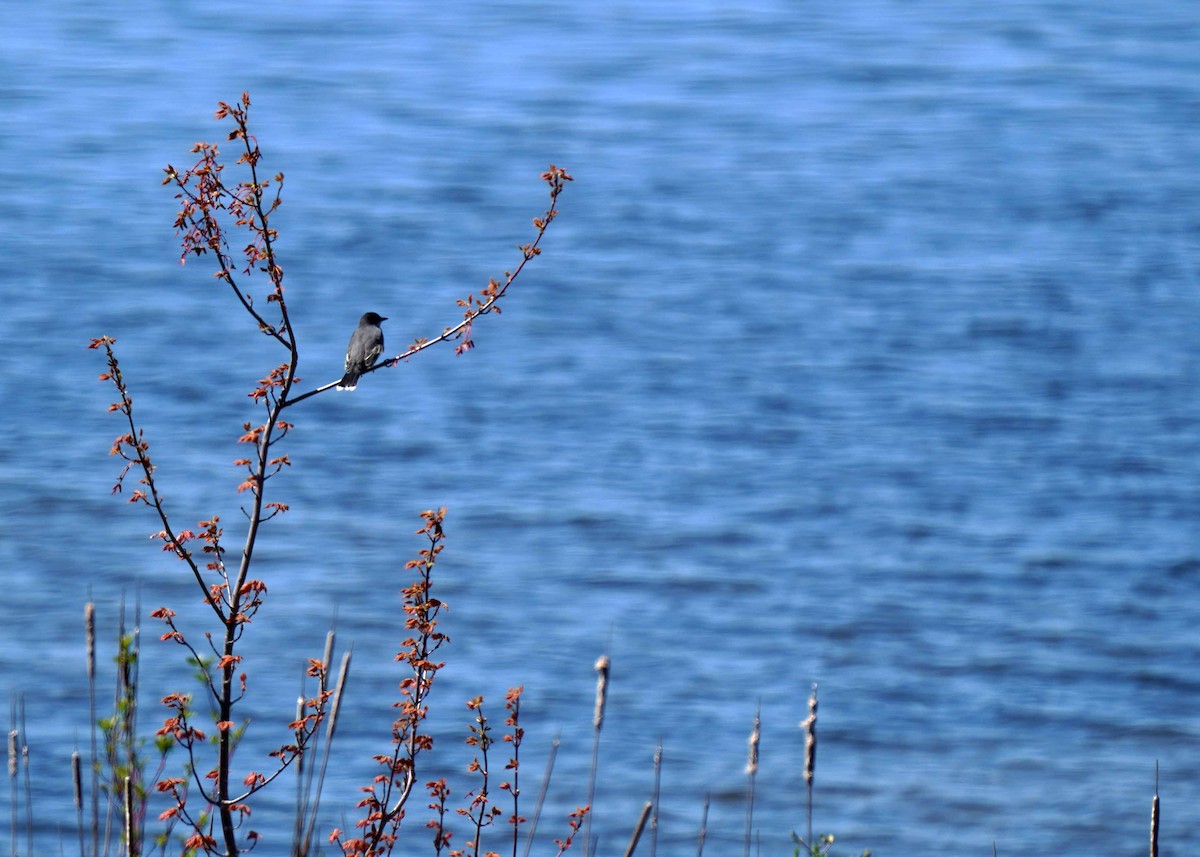 Eastern Kingbird - ML635957288