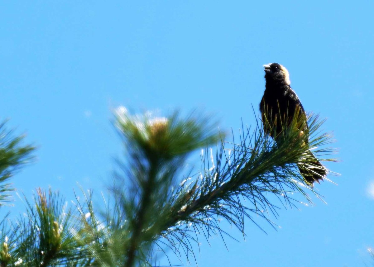 Bobolink - ML635957324