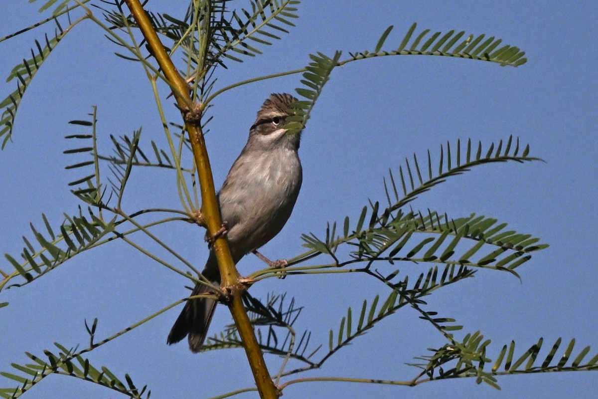 Brewer's Sparrow - ML635957362
