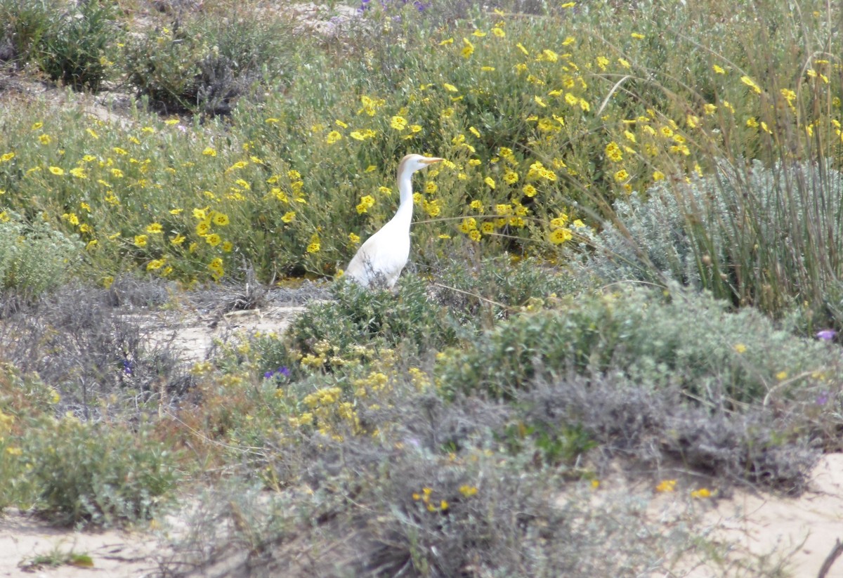 Western Cattle-Egret - ML635957430