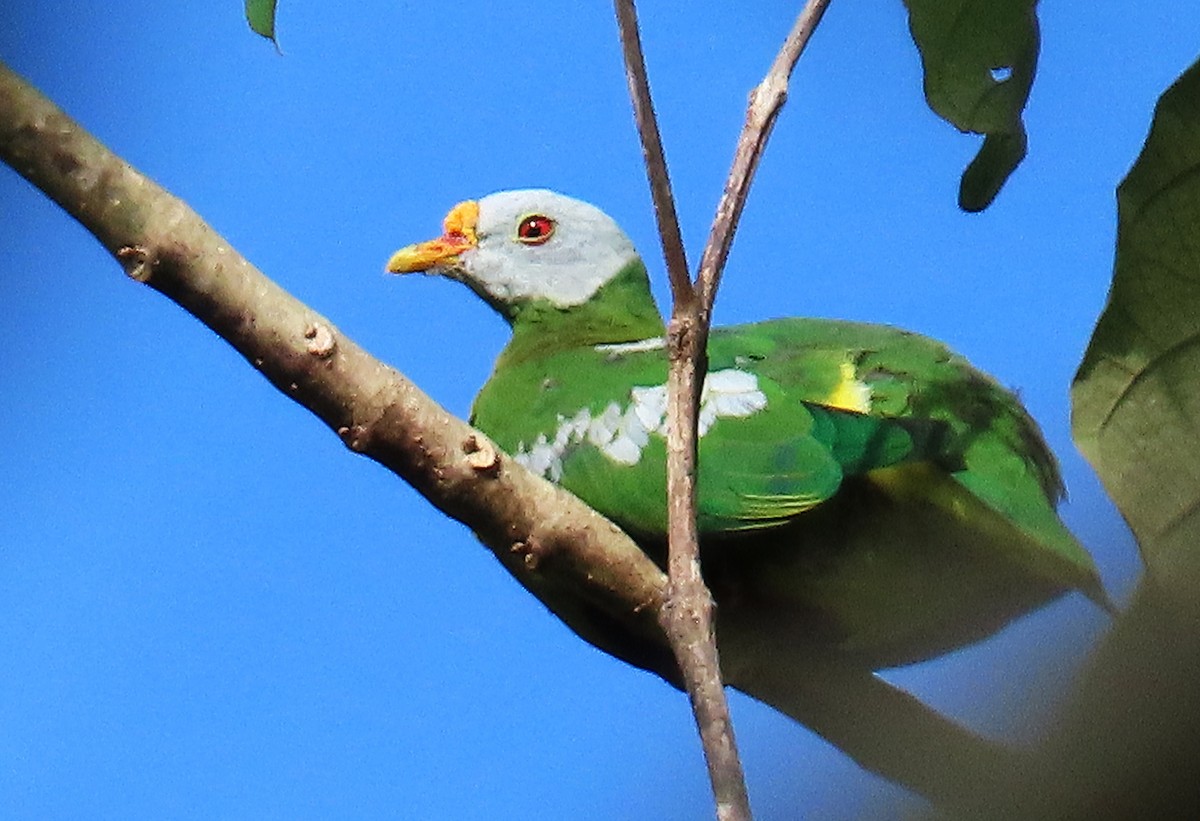 Carunculated Fruit-Dove - ML635957542