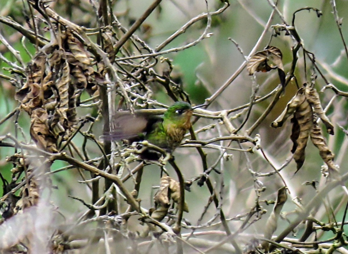 Tyrian Metaltail - ML635957597