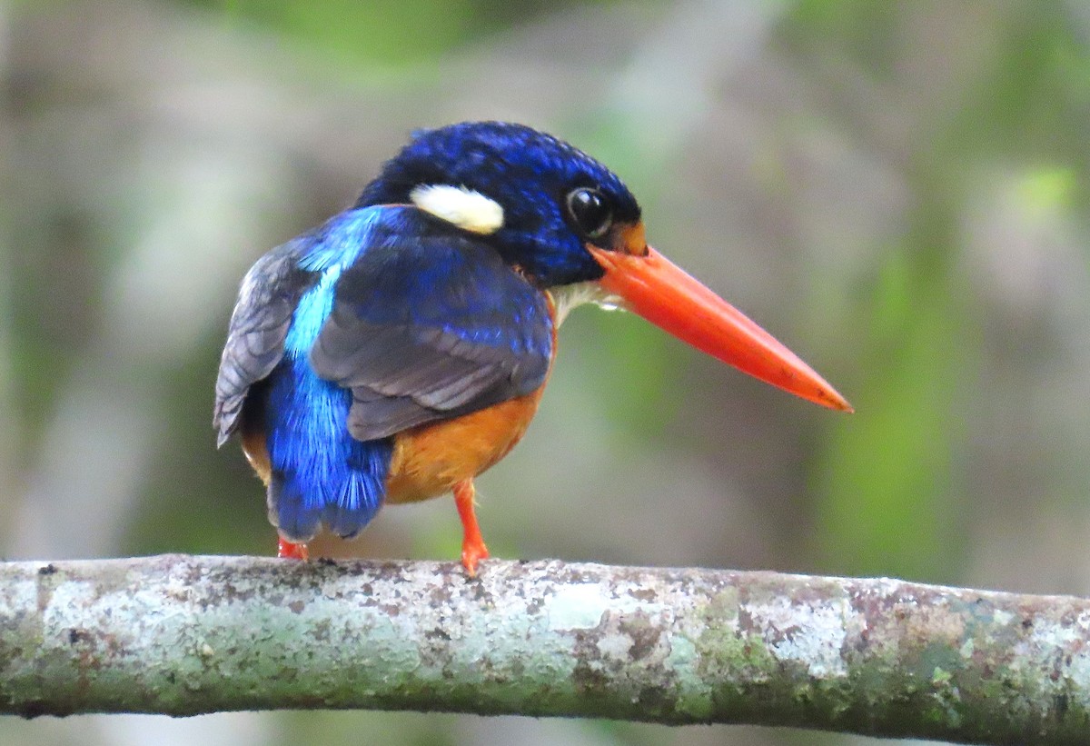 Moluccan Dwarf-Kingfisher (North Moluccan) - ML635957682