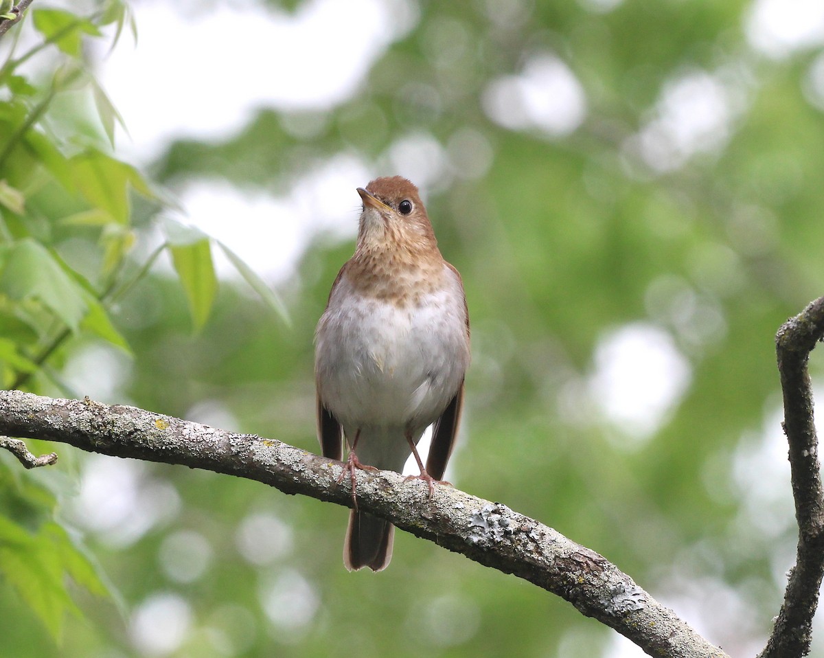 Veery - ML635957712