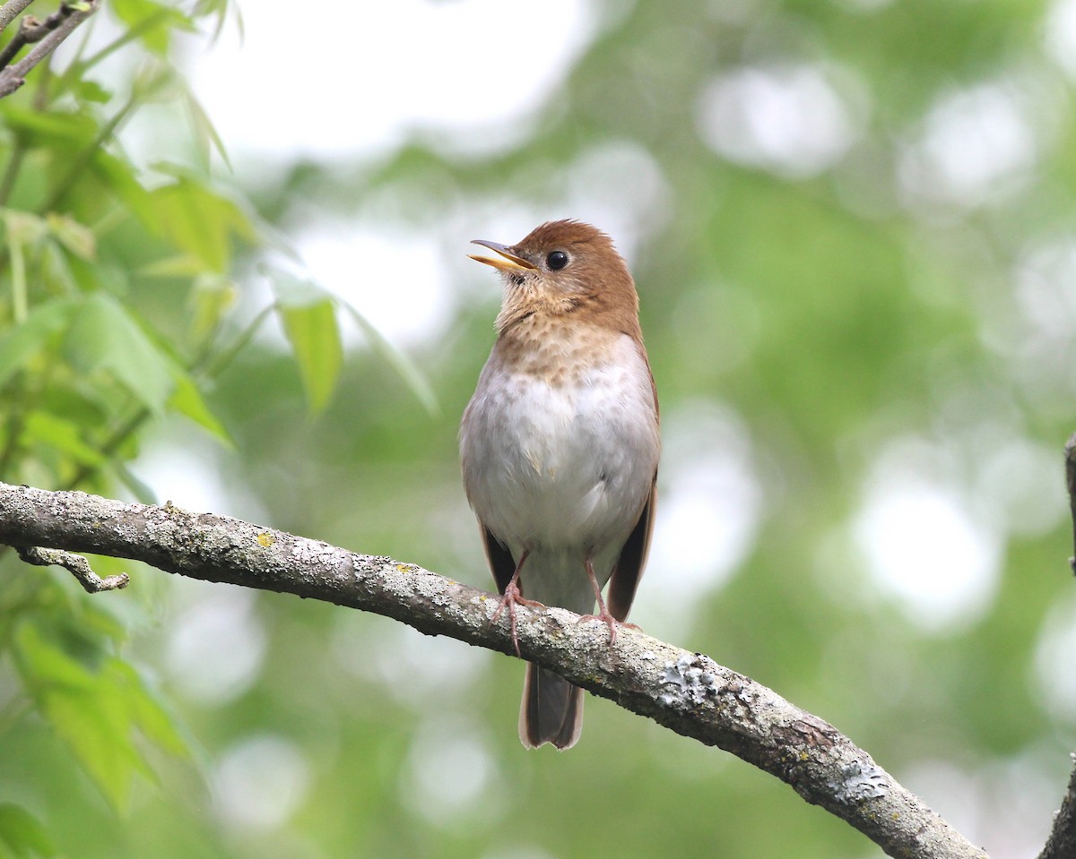 Veery - ML635957714
