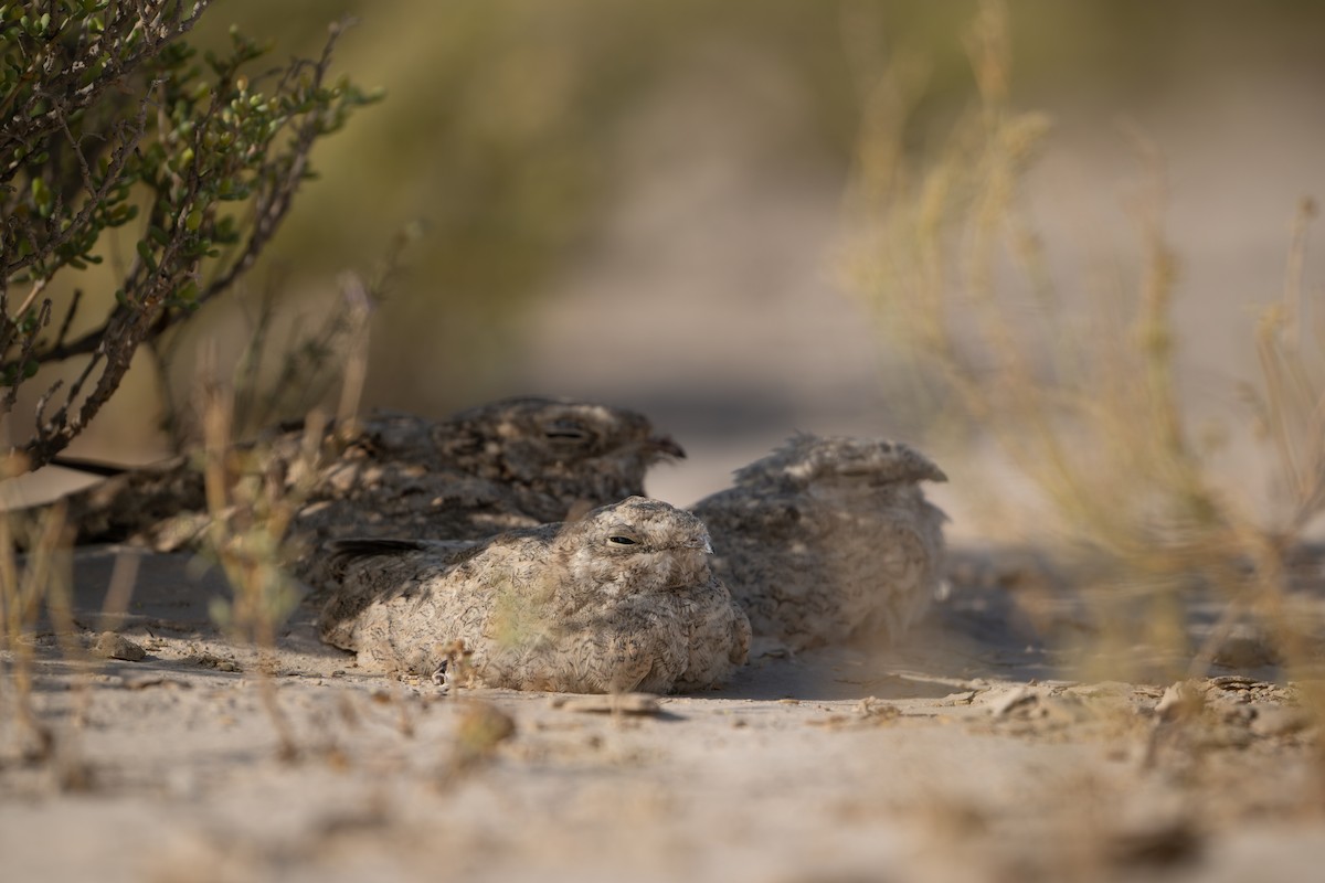 Egyptian Nightjar - ML635957723
