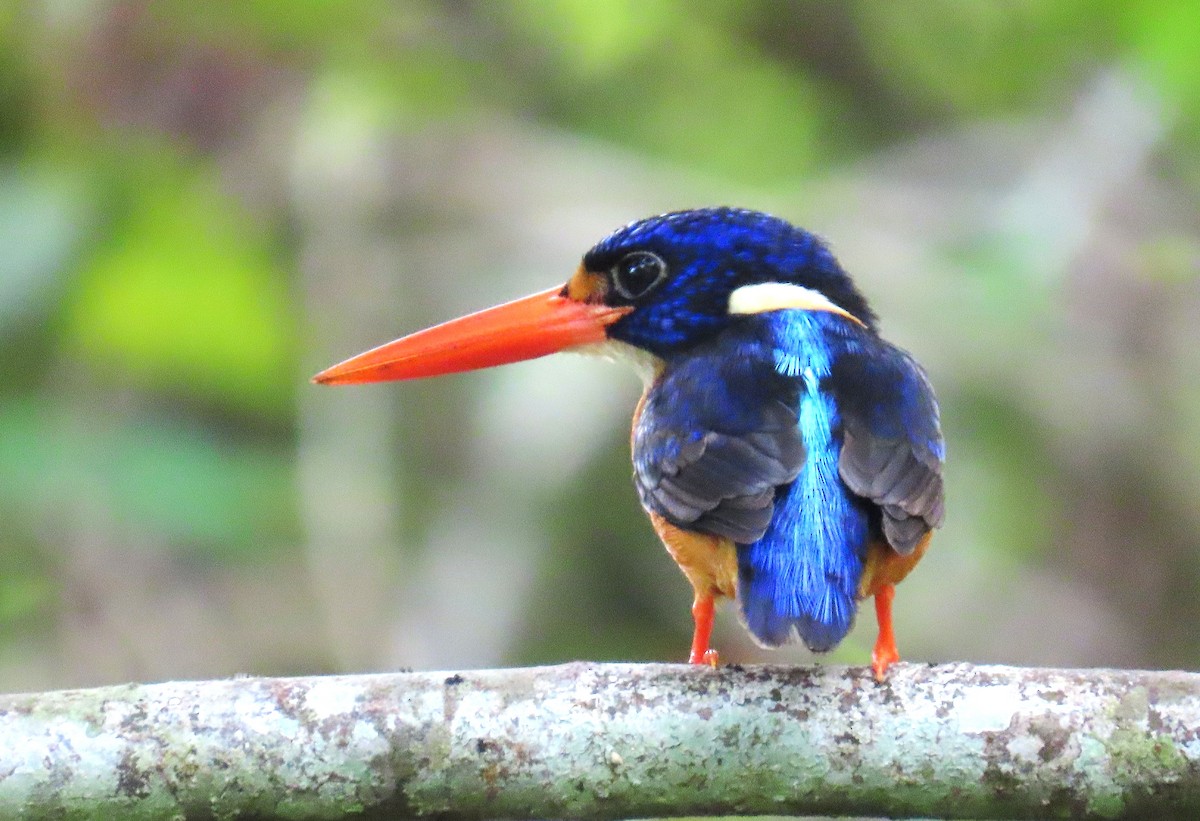 Moluccan Dwarf-Kingfisher (North Moluccan) - ML635957736