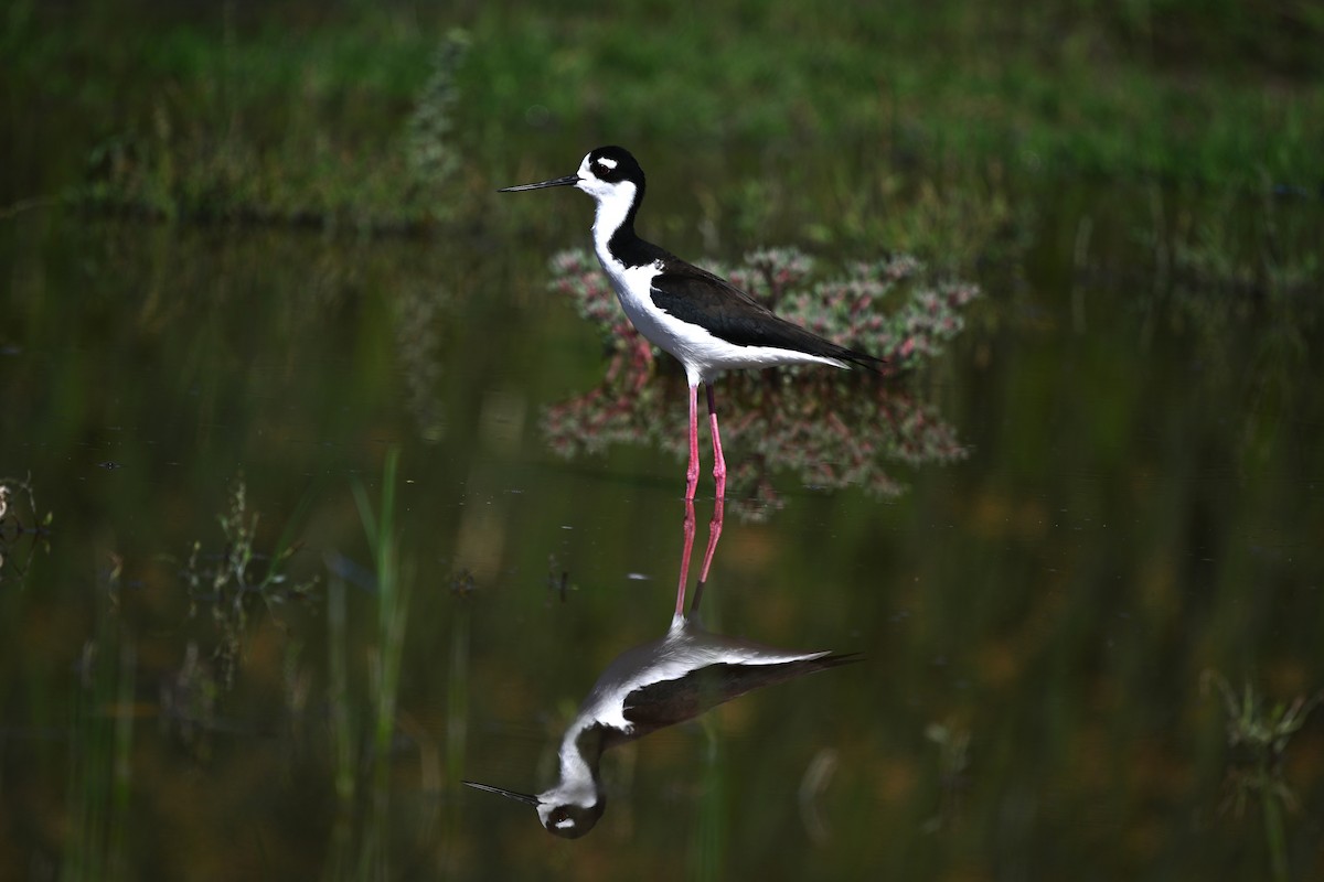 Black-necked Stilt - ML635957773