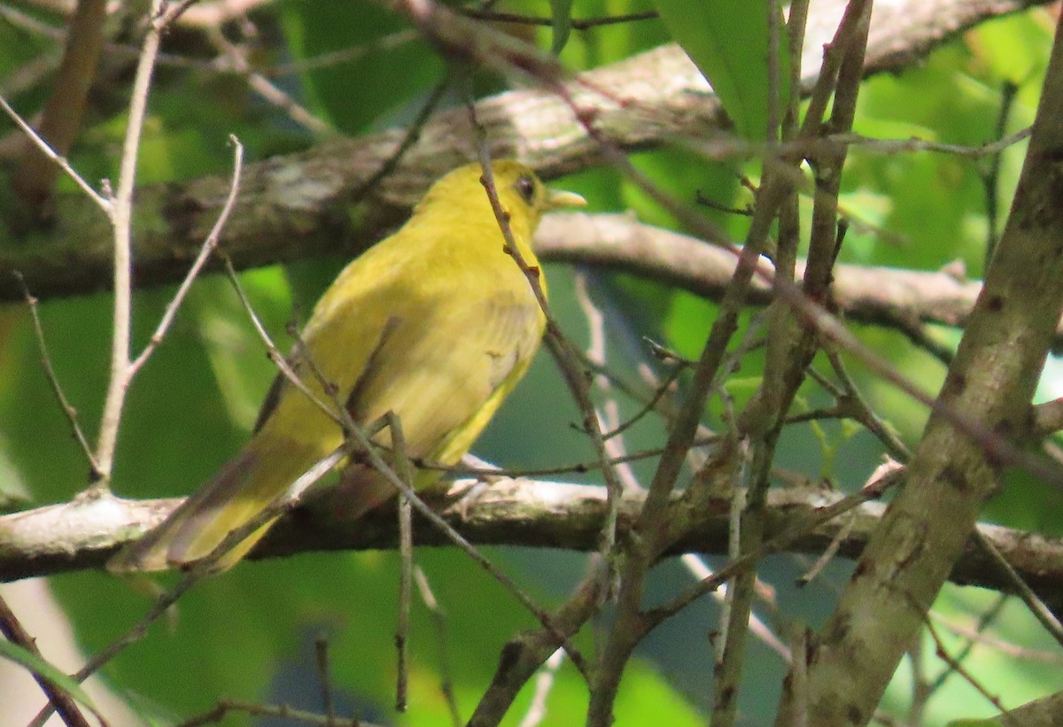 Obi Golden-Bulbul - ML635957793