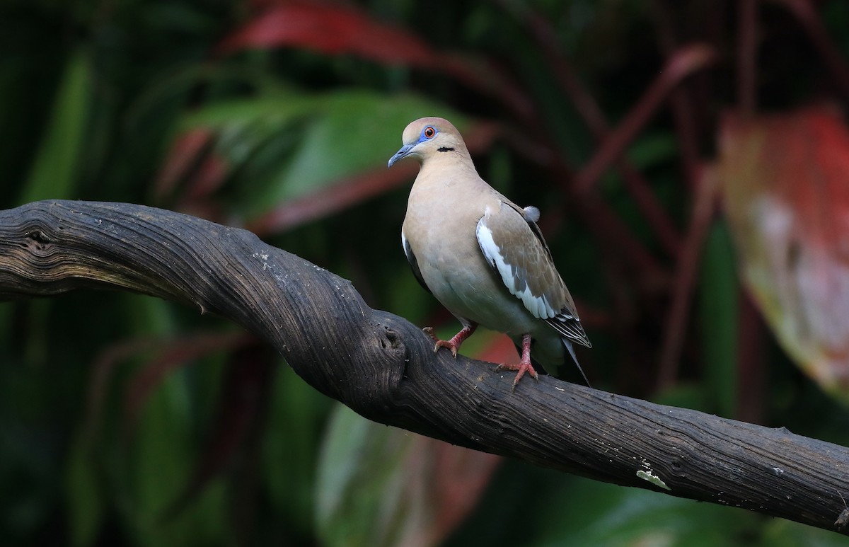 White-winged Dove - ML635957817