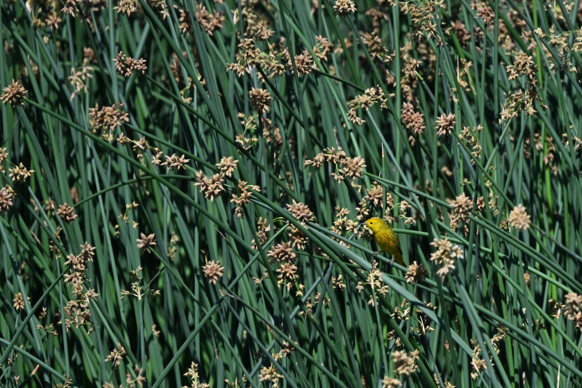 Yellow Warbler - ML635957827
