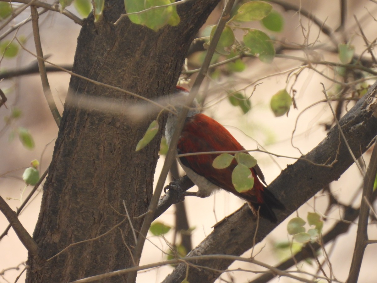 Scarlet-backed Woodpecker - ML635957855