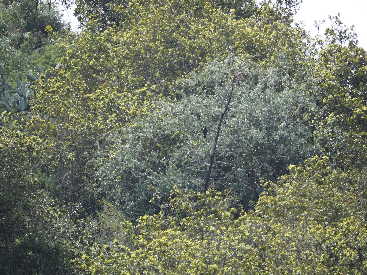 holub vavřínový - ML635957868
