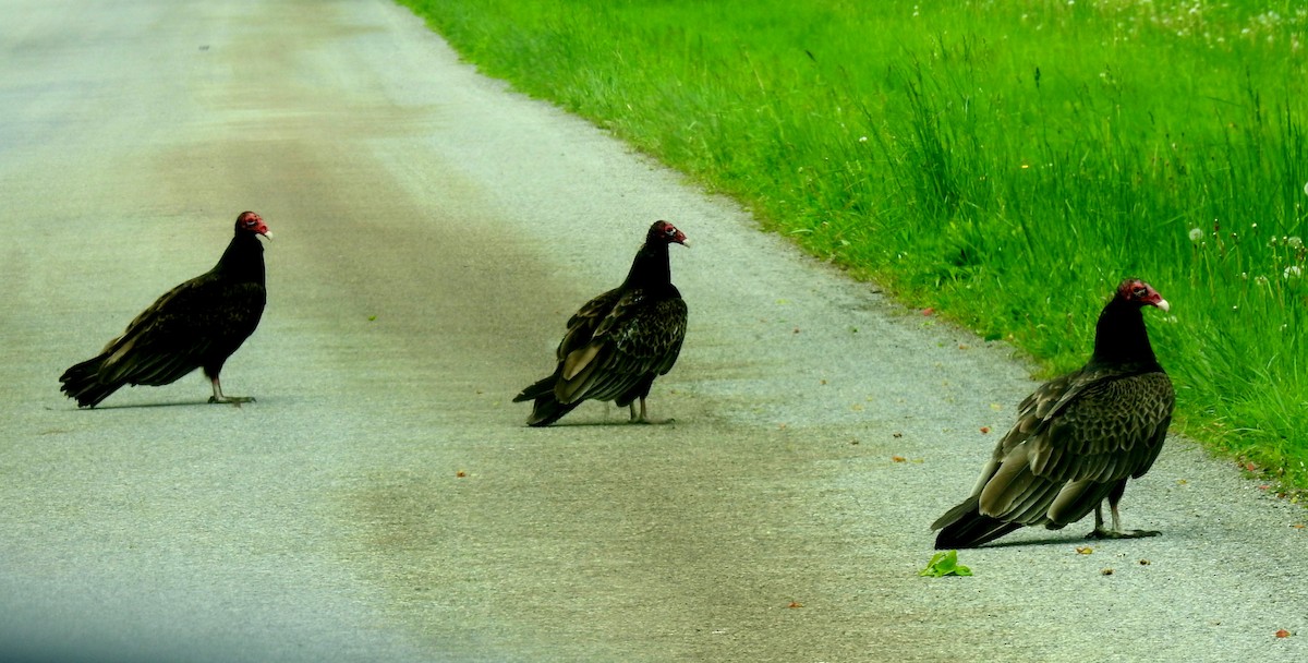 Turkey Vulture - ML635957891