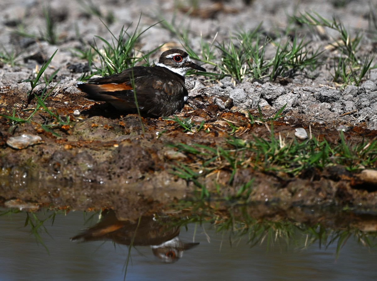 Killdeer - ML635957910