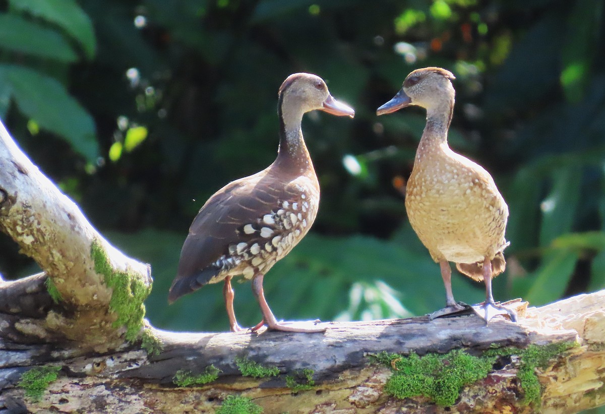Spotted Whistling-Duck - ML635957944