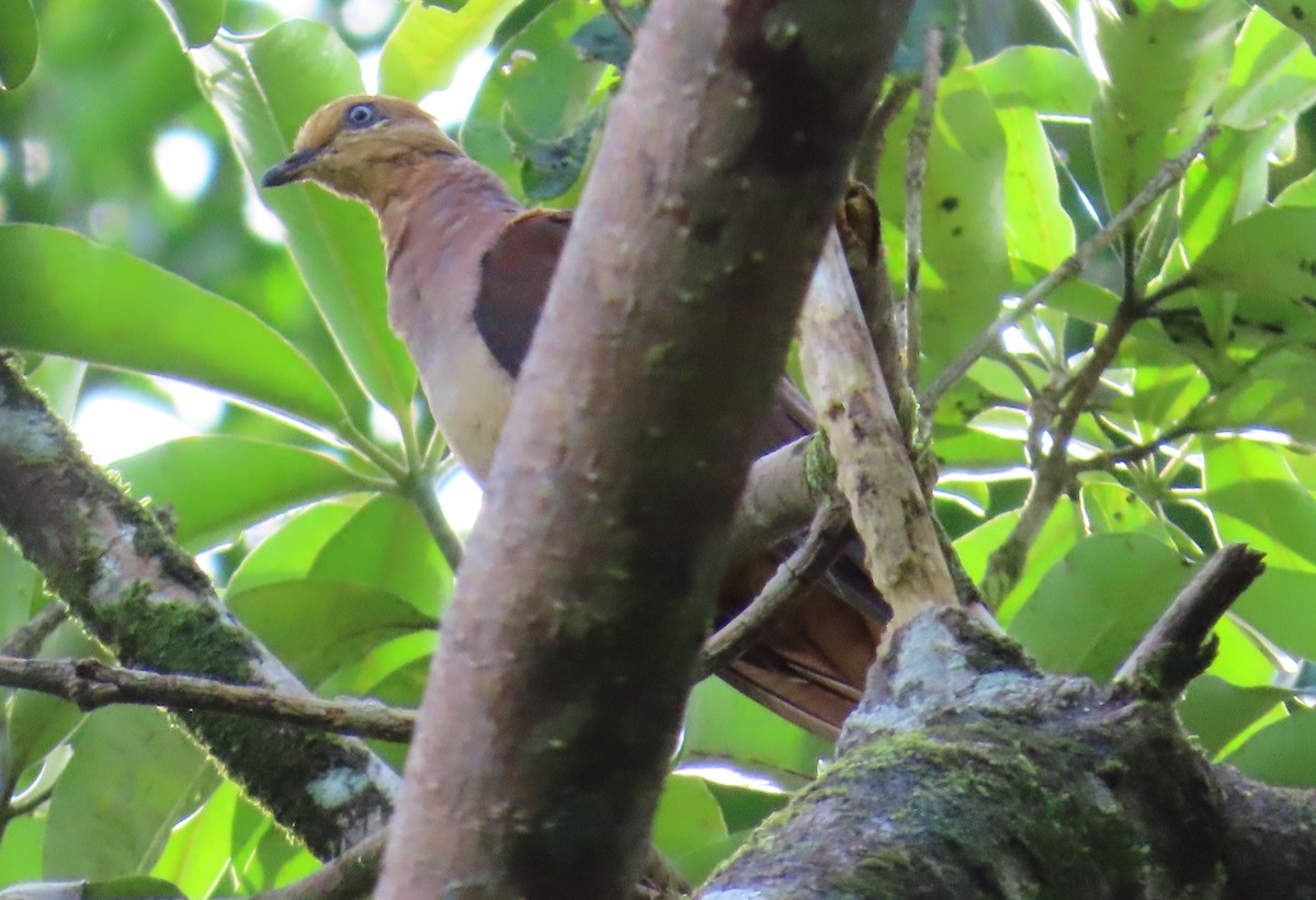Sultan's Cuckoo-Dove - ML635957967
