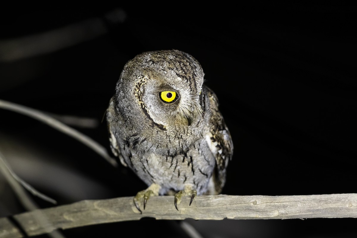Arabian Scops-Owl - ML635957977