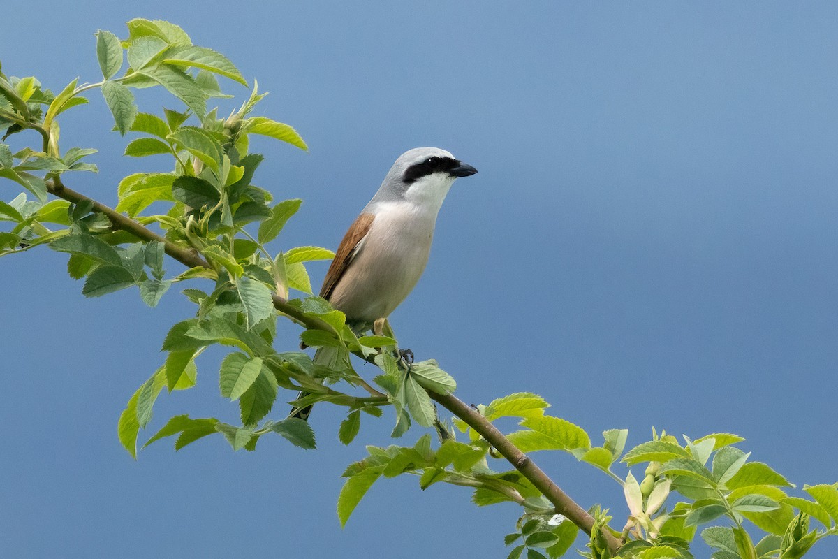 Улбар нуруут дунхай - ML635958025