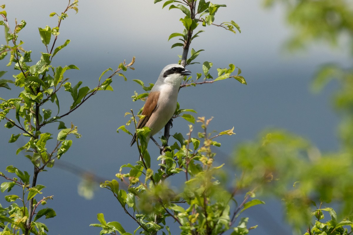 Улбар нуруут дунхай - ML635958026