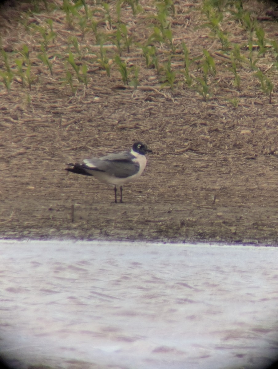 racek vnitrozemský - ML635958040