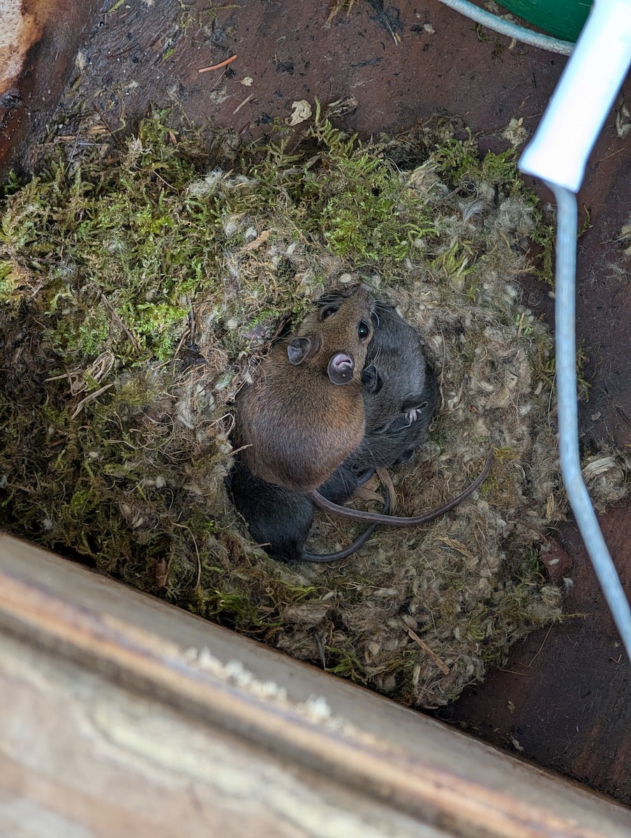 Animals - ML635958071