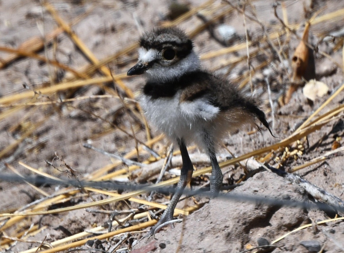 Killdeer - ML635958072