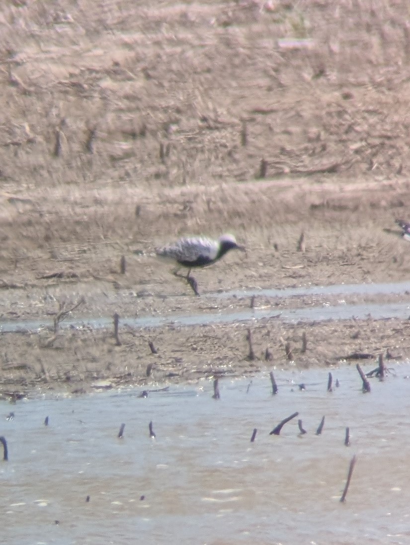 kulík bledý - ML635958132