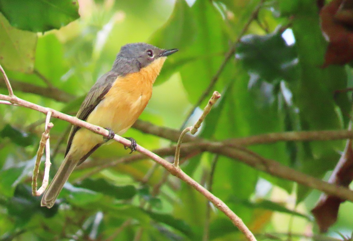 Drab Whistler (Cinnamon-breasted) - ML635958152