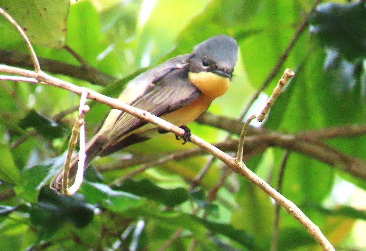 Drab Whistler (Cinnamon-breasted) - ML635958156