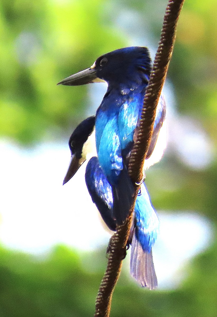 Blue-and-white Kingfisher - ML635958166
